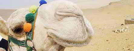 Ägypten Kamel