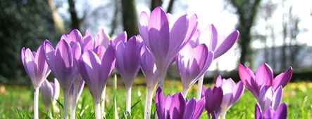 Düsseldorf Krokusse im Park am Rhein