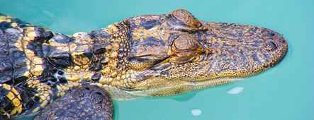 florida alligator