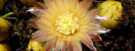 fuerteventura kaktusbluete