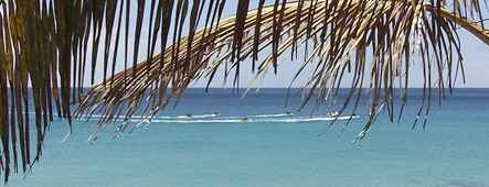 fuerteventura palmen