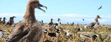 hawaii albatross