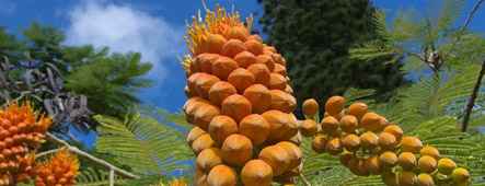 hawaii fruechte