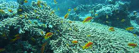 Hurghada Unterwasserwelt