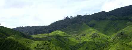 malaysia teeplantage