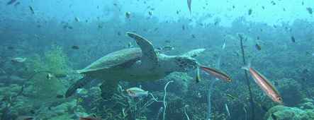 Marsa Alam Unterwasserwelt