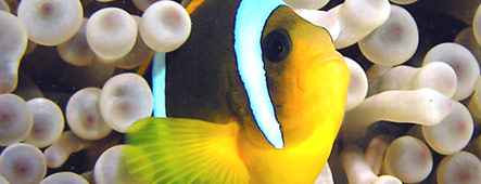 Safaga Unterwasserwelt