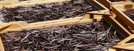 mauritius vanilleschoten