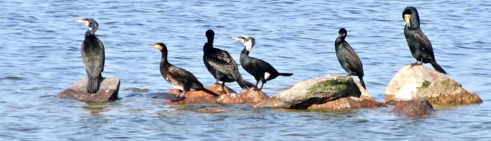 Komorane im IJsselmeer Komorane im IJsselmeer