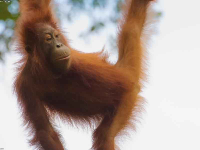 Sumatra