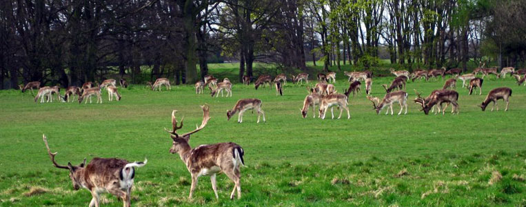 Damwild Rudel im Phoenix Park
