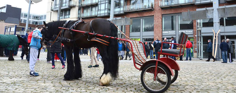 Zum Schnäppchenpreis als Gesamtpaket: Pferd mit Sulky