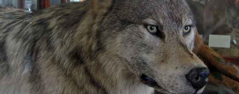 Das Gebäude und Teile der Exponate stammen aus dem Jahr 1856