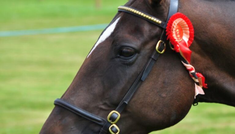 Die Dublin Horse Show lockt jedes 100.000 Pferdeenthusiasten nach Dublin.