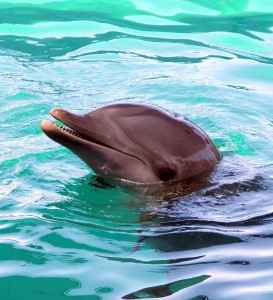 Dingle feiert: Dreißig Jahre Fungie