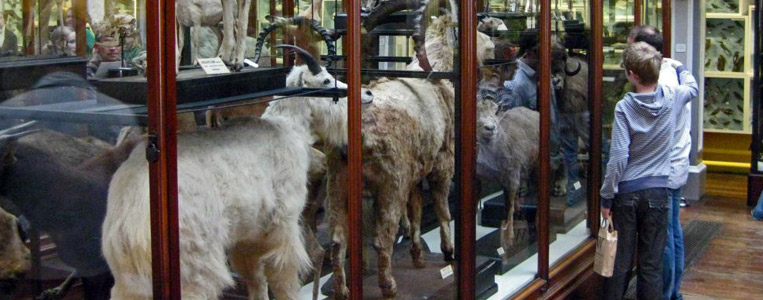 Exponate heimischer Tiere im Irish Room