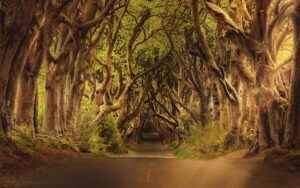 Dark Hedges in Nordirland