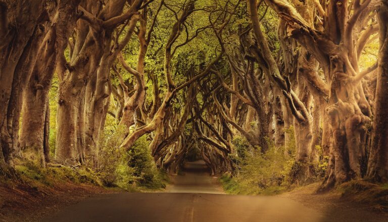 Dark Hedges in Nordirland