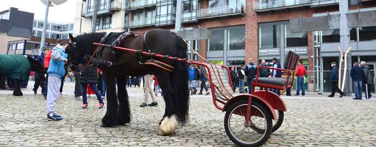 Zum Schnäppchenpreis als Gesamtpaket: Pferd mit Sulky
