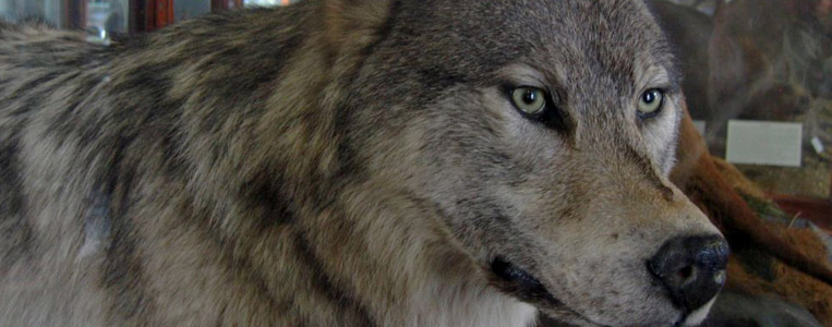 Das Gebäude und Teile der Exponate stammen aus dem Jahr 1856