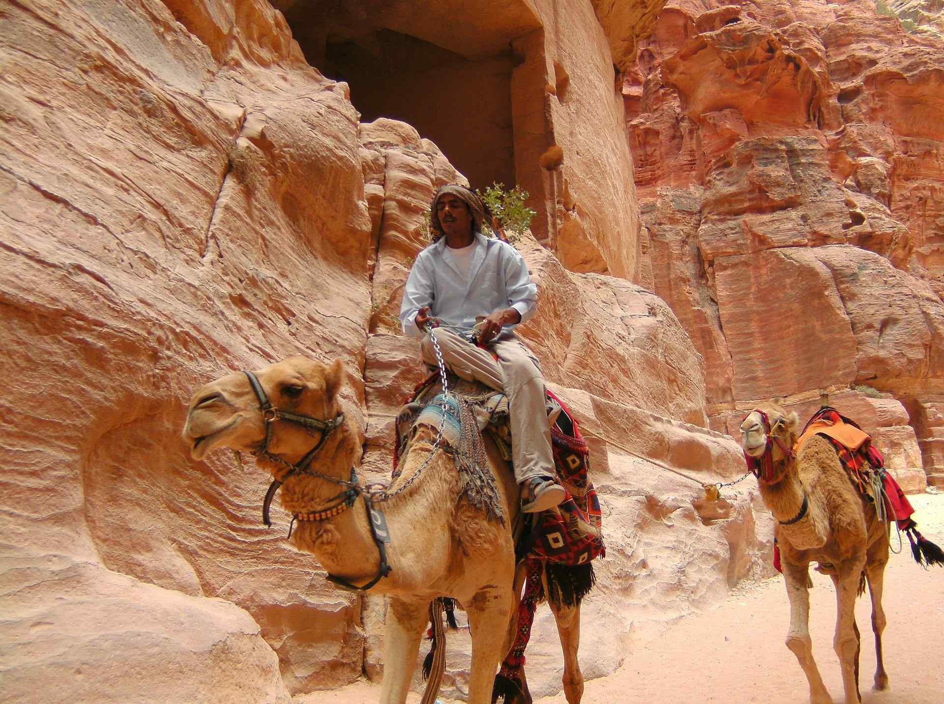 petra kamelsafari