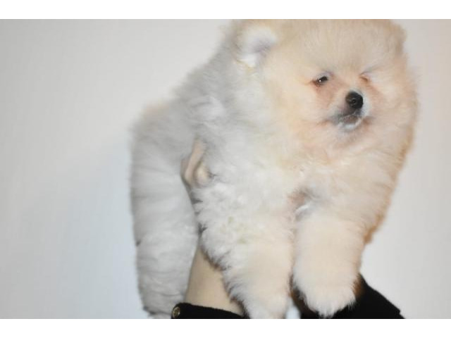 Teddy Face Pomeranian (Zwergspitz) Welpe