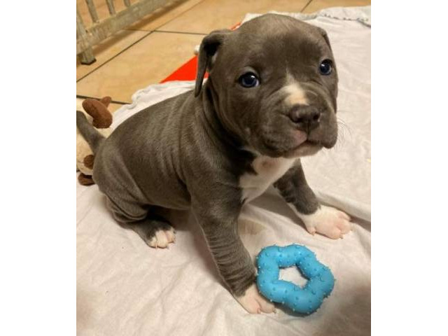 American Pit Bull Welpen Blueline