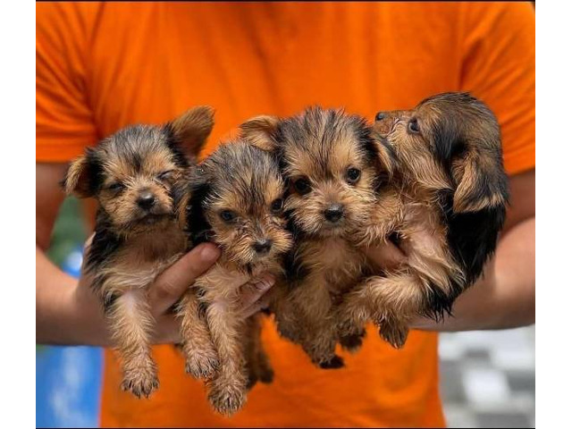 Wunder Schöner MINI Yorkshire Terrier Steel Blue Welpen