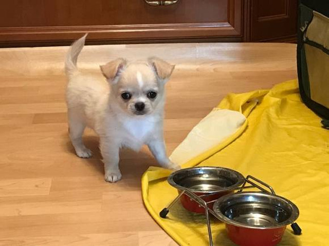 Chihuahua-Welpen