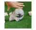 Teacup PomeranianSpitz Welpen für Ihre Kinder..