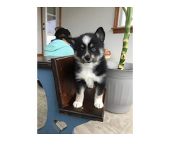 Siberia Husky-Welpe Blaue Augen