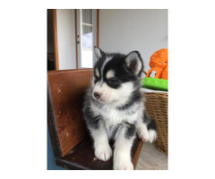 Siberia Husky-Welpe Blaue Augen