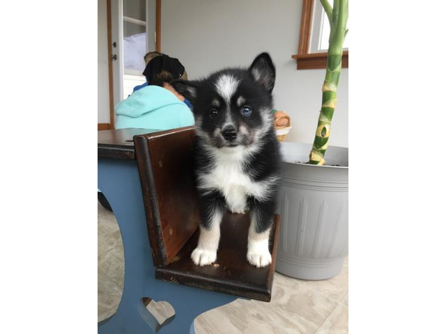 Siberia Husky-Welpe Blaue Augen