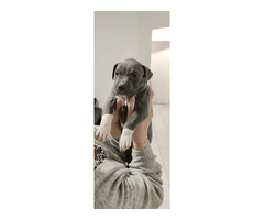 American Pit Bull Welpen Blueline