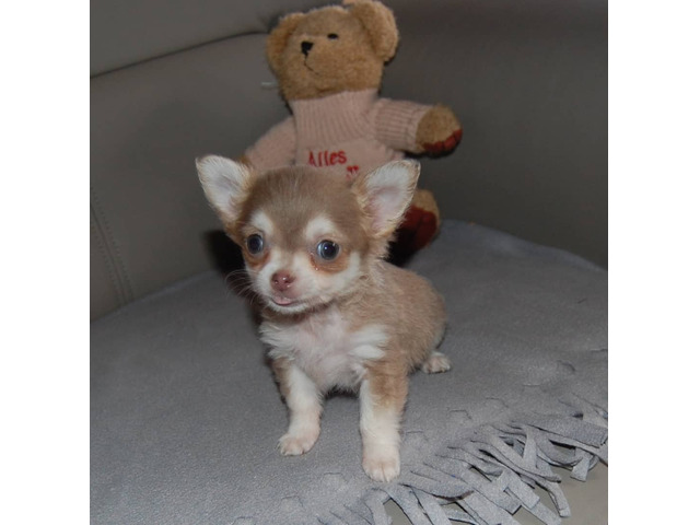 Süße Chihuahua-Welpen