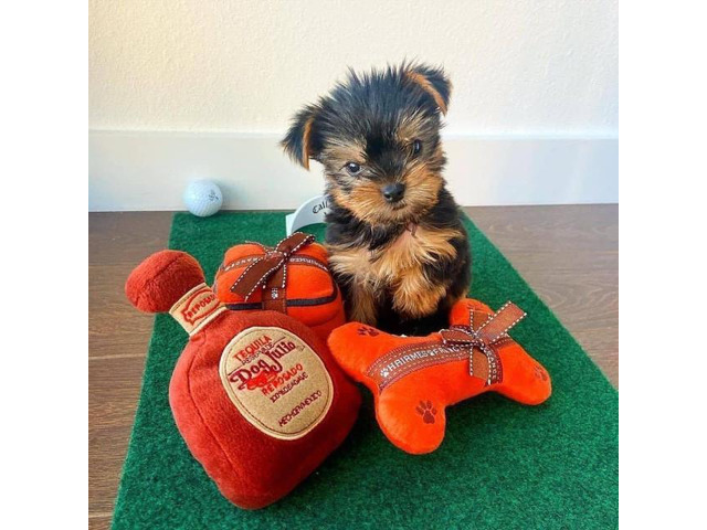 Liebevolle MINI Yorkshire Terrier Welpen