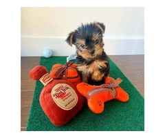 Liebevolle MINI Yorkshire Terrier Welpen