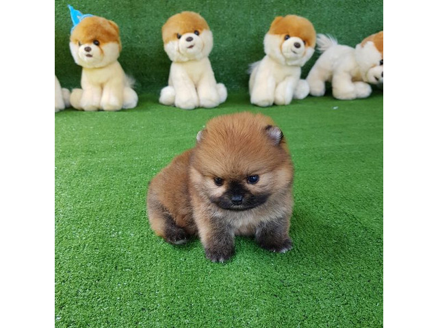 Teacup Pomeranian Spitz Welpen für Ihre Kinder.