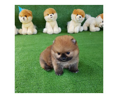 Teacup Pomeranian Spitz Welpen für Ihre Kinder.