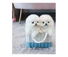 Wir haben wunderschöne, typvolle Welpen, die nun ein liebevolles, verantwortungsvolles Zuhause suche