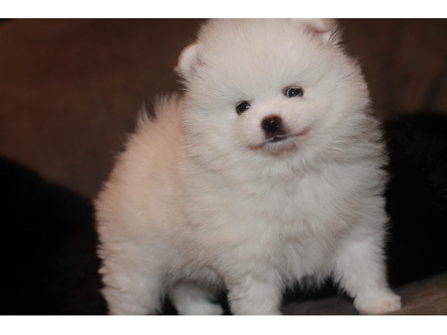 Teddy Face Pomeranian (Zwergspitz) Welpe