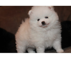 Teddy Face Pomeranian (Zwergspitz) Welpe