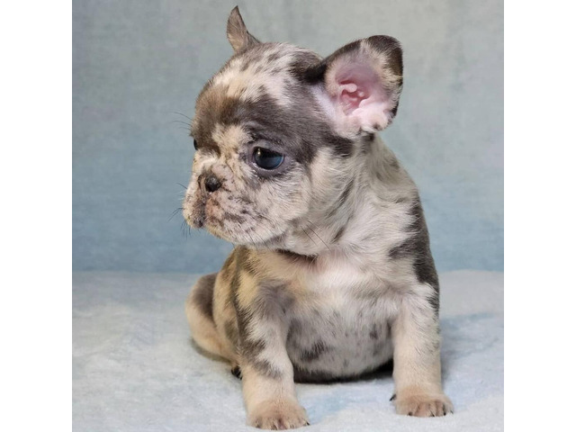 Wunderschöner Französischer Bulldogg Welpe abzugeben