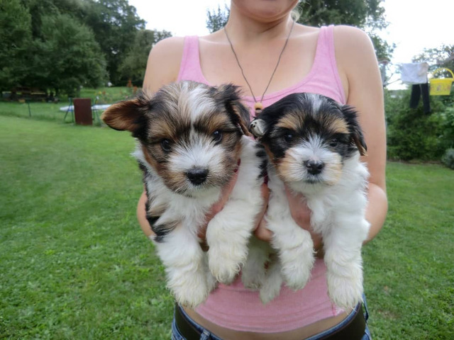Biewer Yorkshire Terrier Welpe