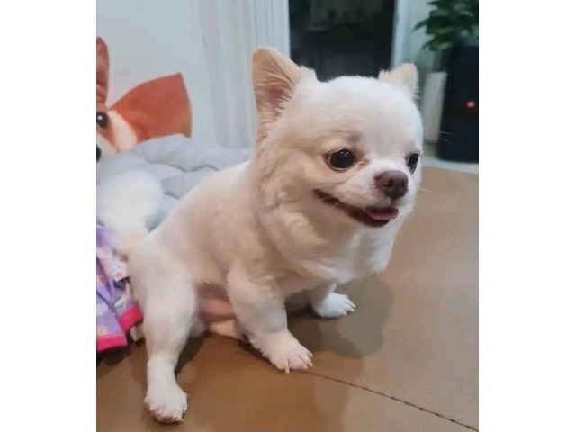 Reinrassiger Chihuahua-Welpen