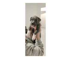 American PitBull Welpen Blueline