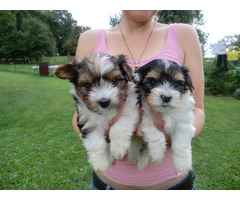 Biewer Yorkshire Terrier Welpe