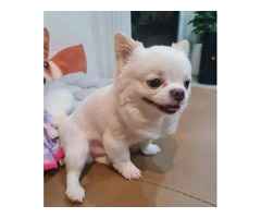 Reinrassiger Chihuahua-Welpen