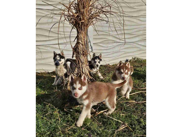 Siberian Husky Welpen