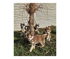 Siberian Husky Welpen